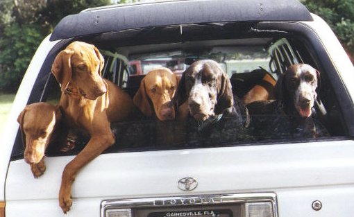 archive/dogs/vizsla