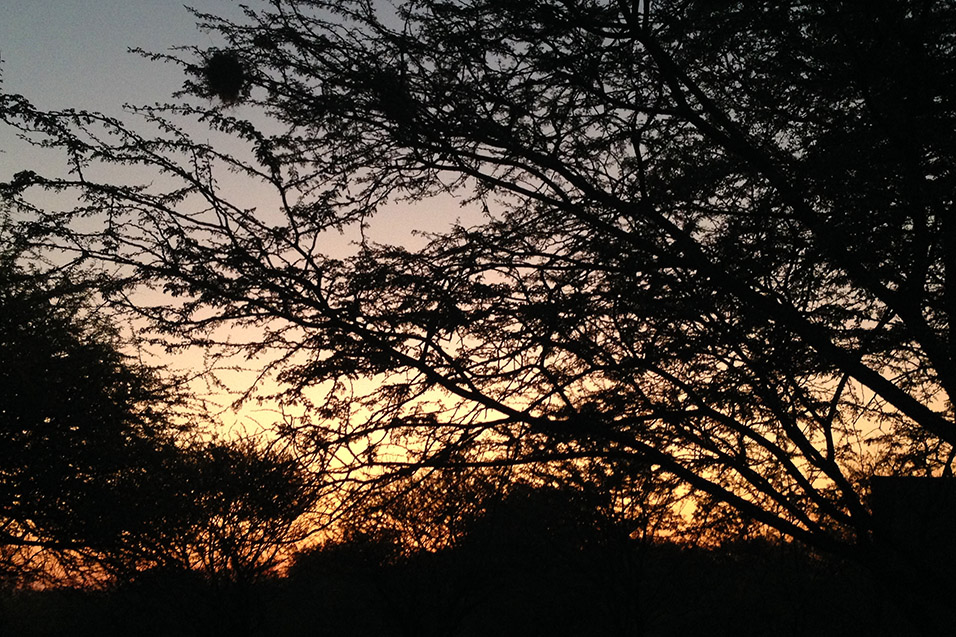 botswana/ghanzi_thakadu_sunset_branches