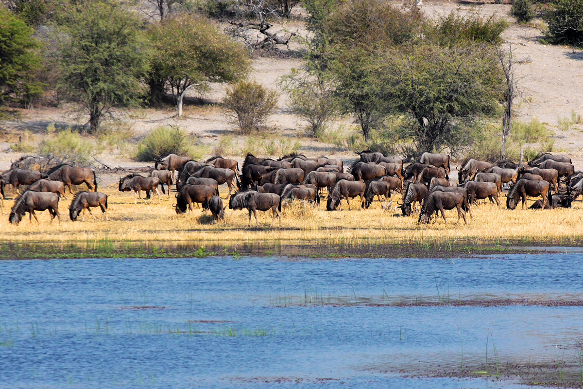 botswana/makgadikgadi_wildebeest_river