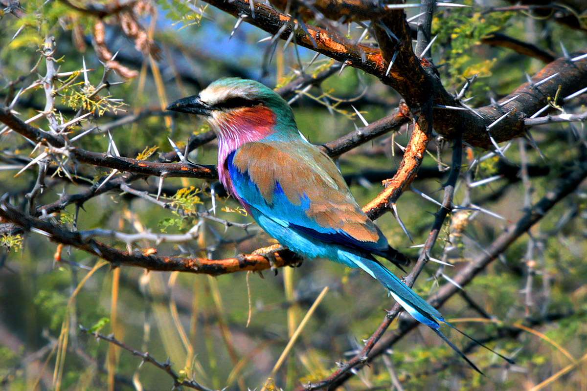 botswana/moremi_lilac_breasted_roller