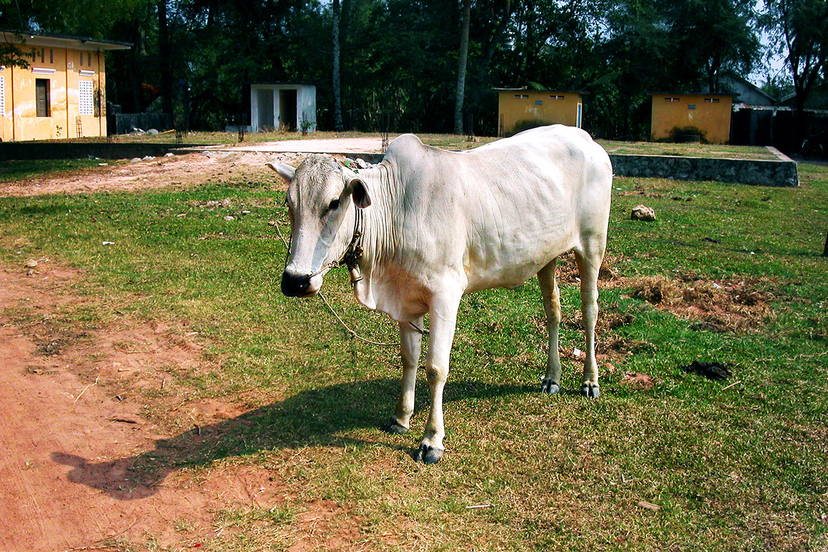 cambodia/kampot_cow