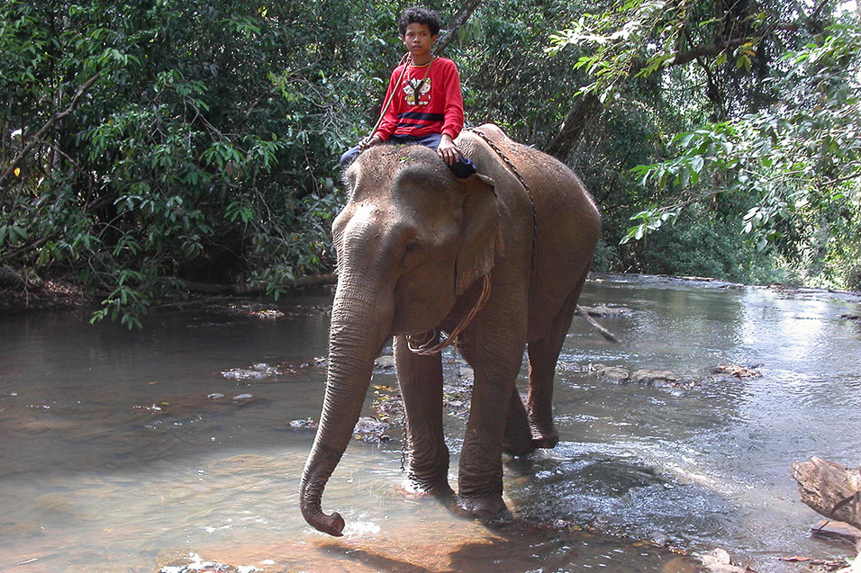 cambodia/mondulkiri_elephant_walking_river