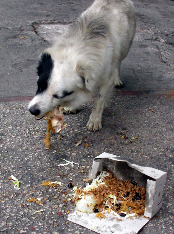 cuba/vedado_dog_eating_box