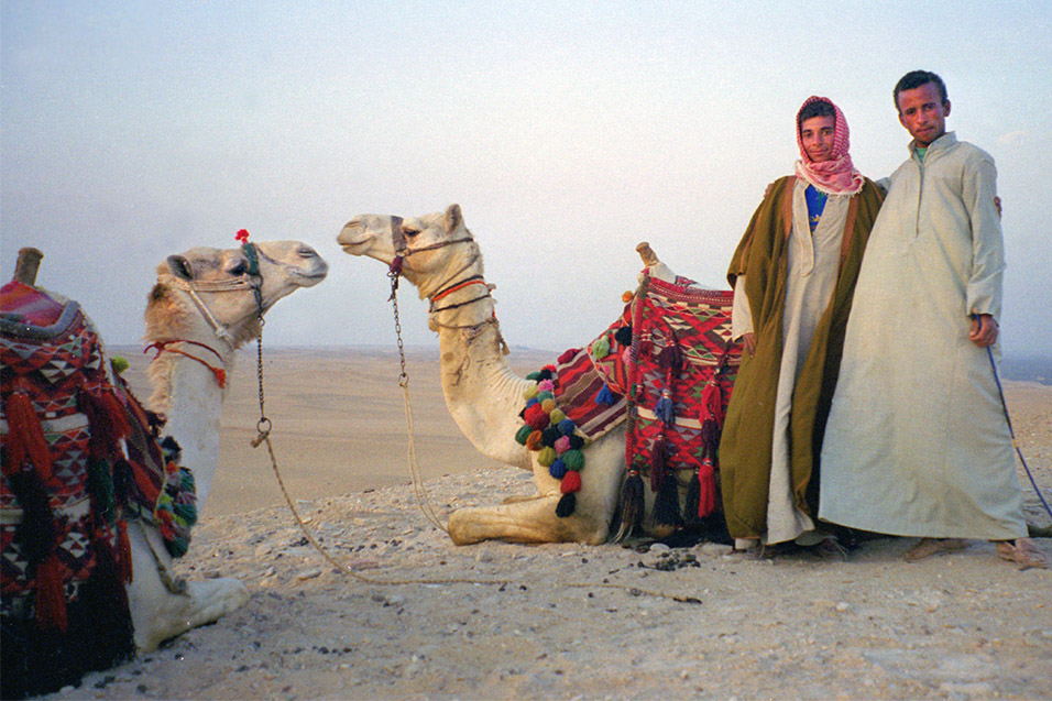 Camels In Egypt