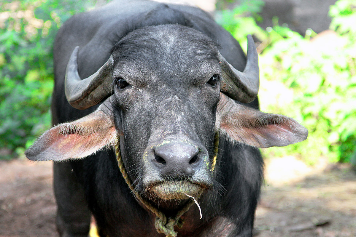 india/2012/goa_water_buffalo