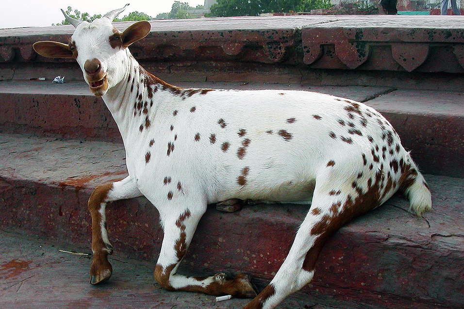 india/agra_goat
