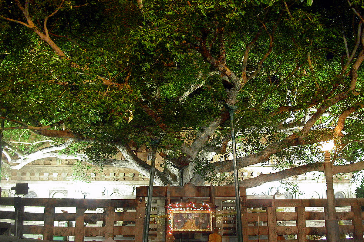 india/bodhgaya_bodhi