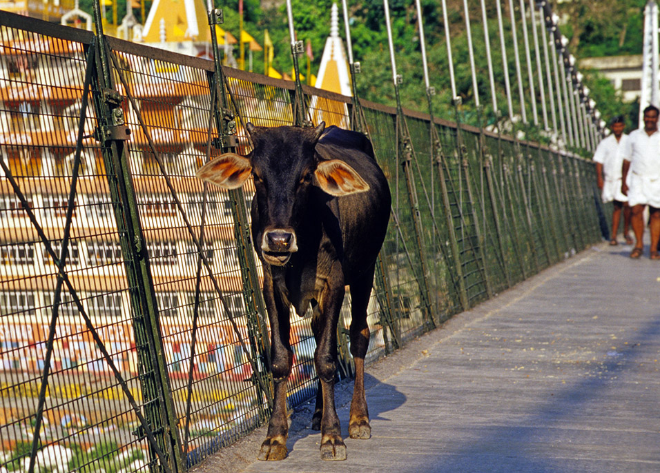 india/rishikesh_bridge_cow