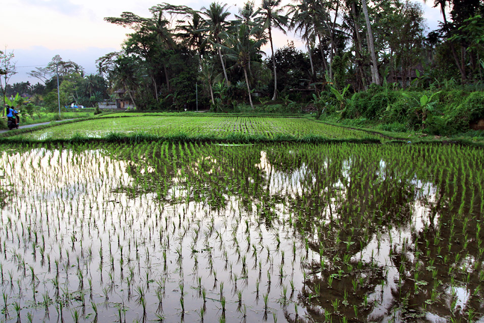 indonesia/ubud_rice_paddy_reflection