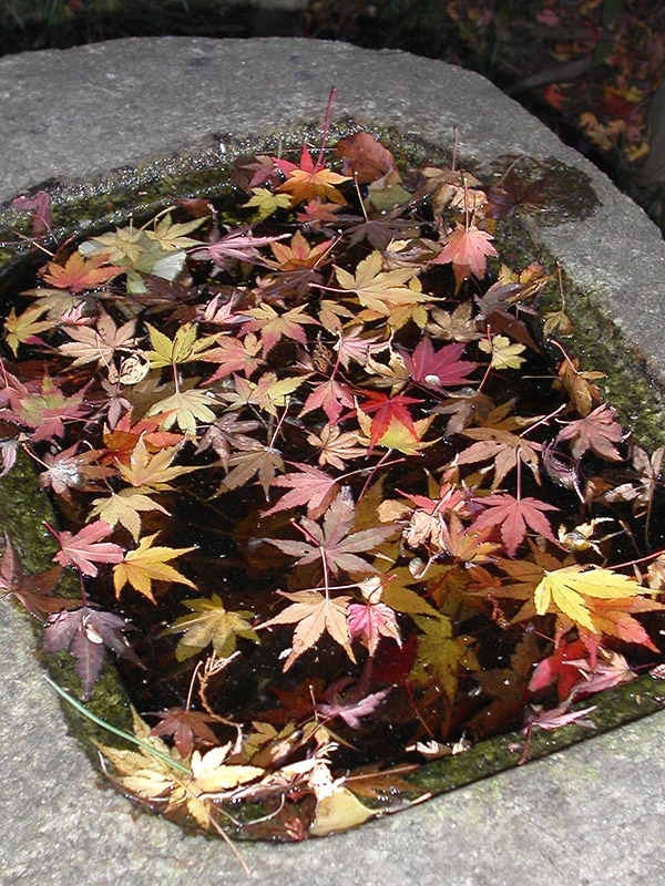 japan/2003/kamakura_bamboo_temple_well_leaves