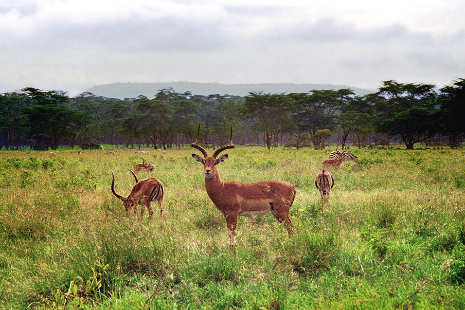 kenya/hells_gate_kudu