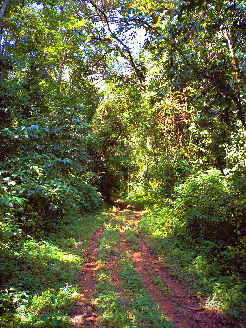 Kenya Rainforest