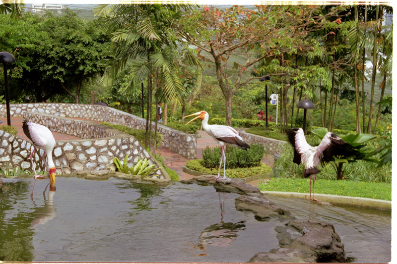 malaysia/1999/avarium_birds_flapping