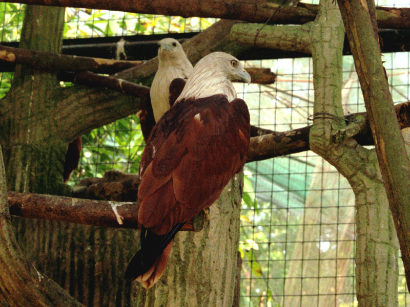 malaysia/1999/avarium_fish_eagle
