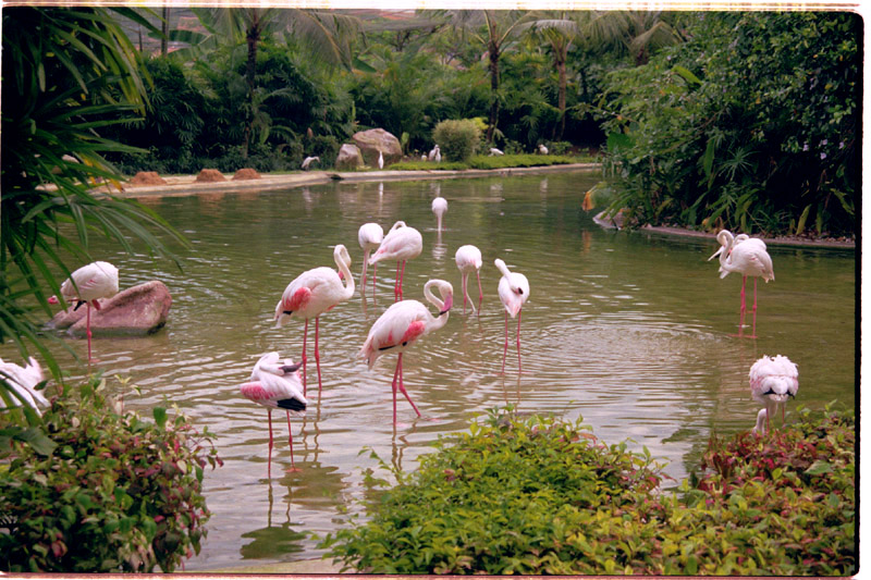 malaysia/1999/avarium_flamingos