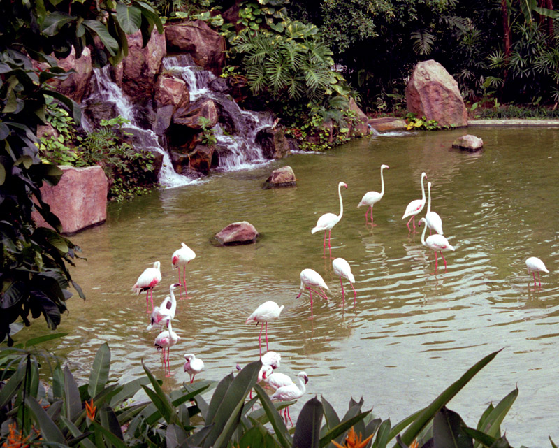 malaysia/1999/avarium_flamingos2