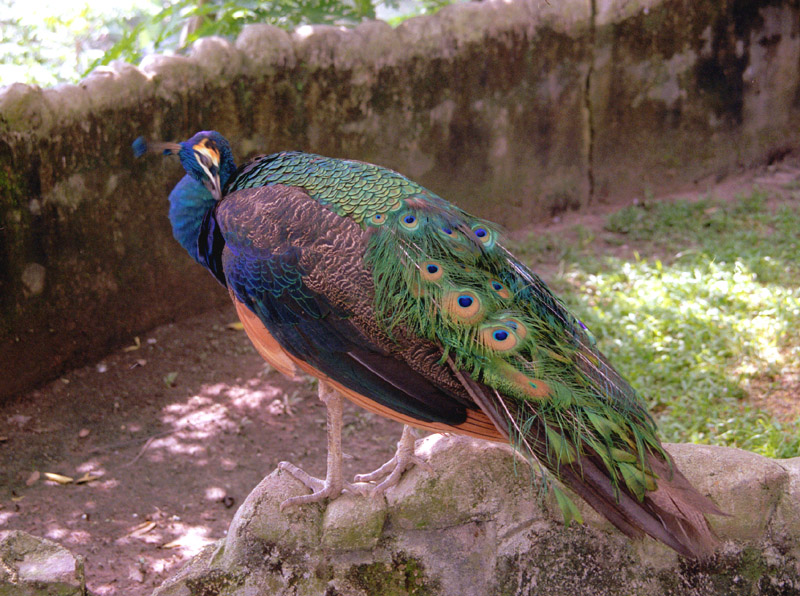malaysia/1999/avarium_peacock