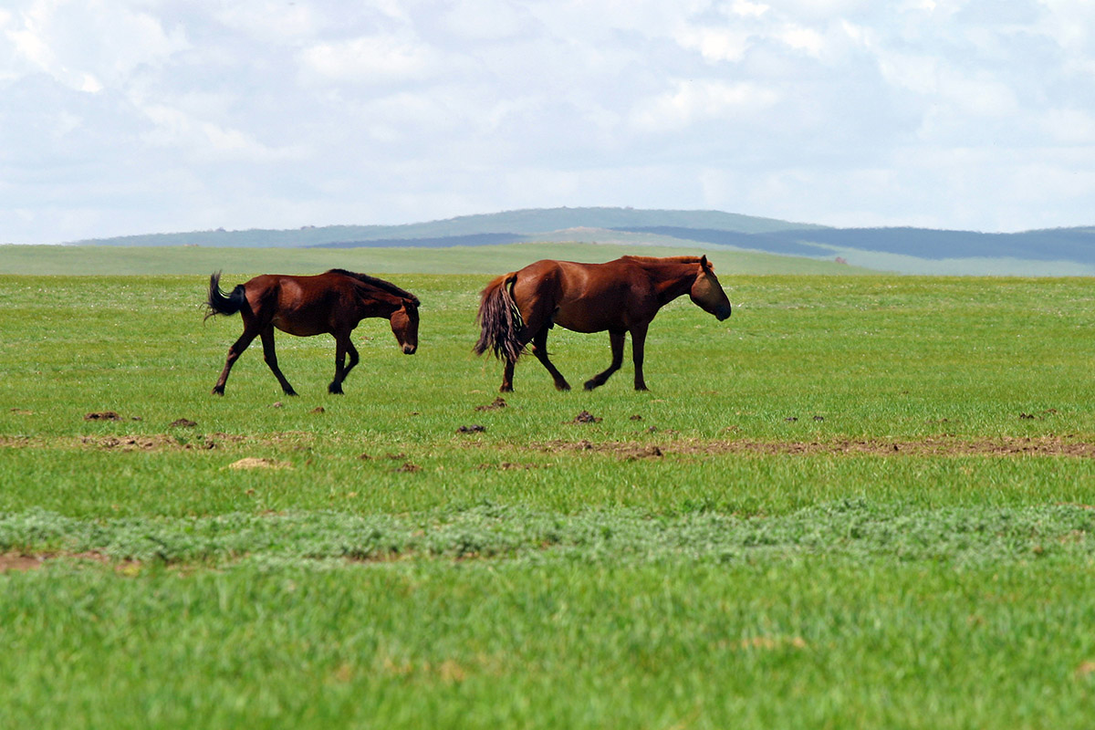 mongolia/countryside_lucky_horses