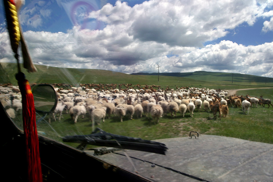 mongolia/countryside_road_herd_moving