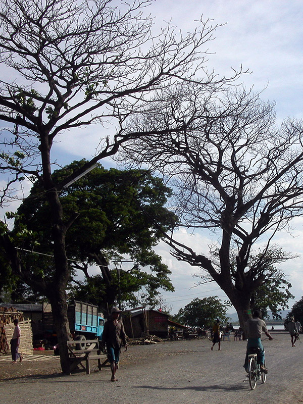 myanmar/mandalay_branches_trees