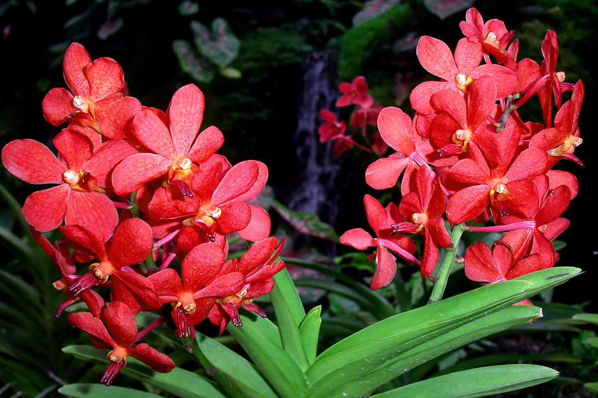red singapore orchids