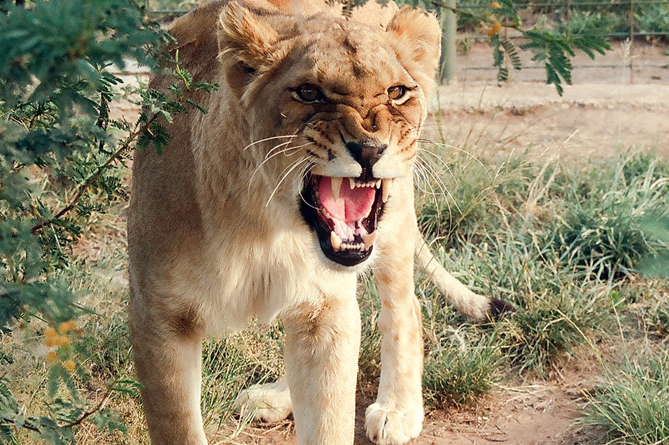 south_africa/lion_roar