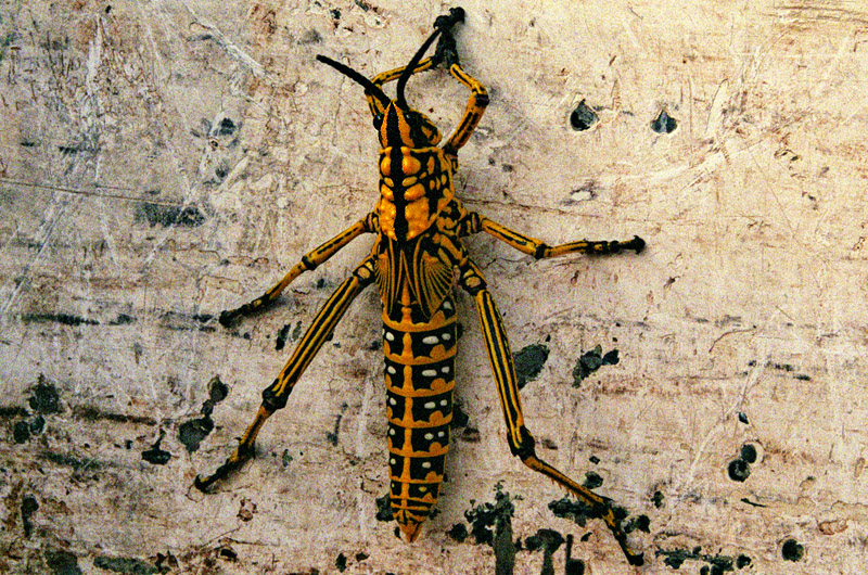 south_africa/orange_river_insect
