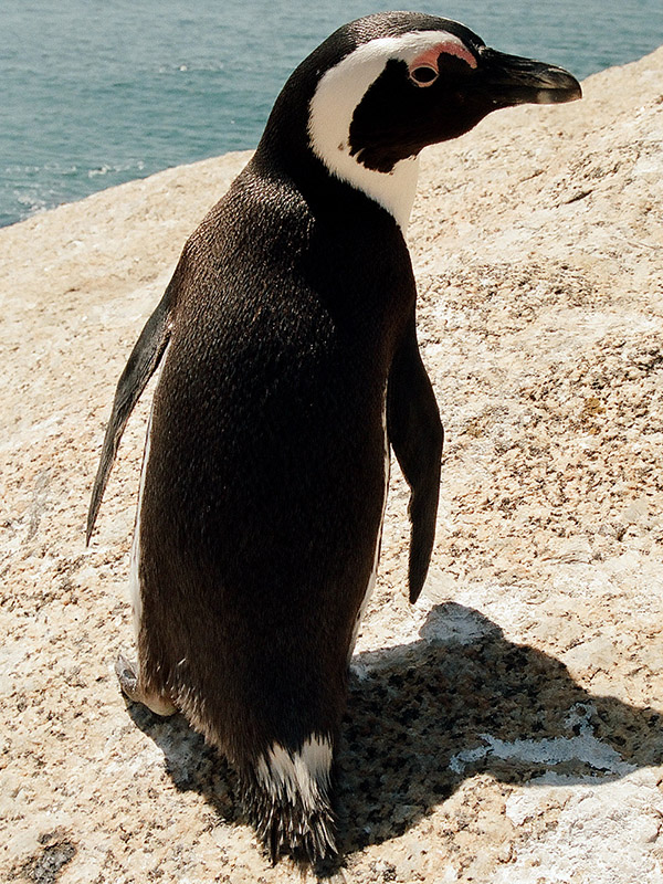 Penguins, Boulder Beach, Cape Point, South Africa travel photos — Hey
