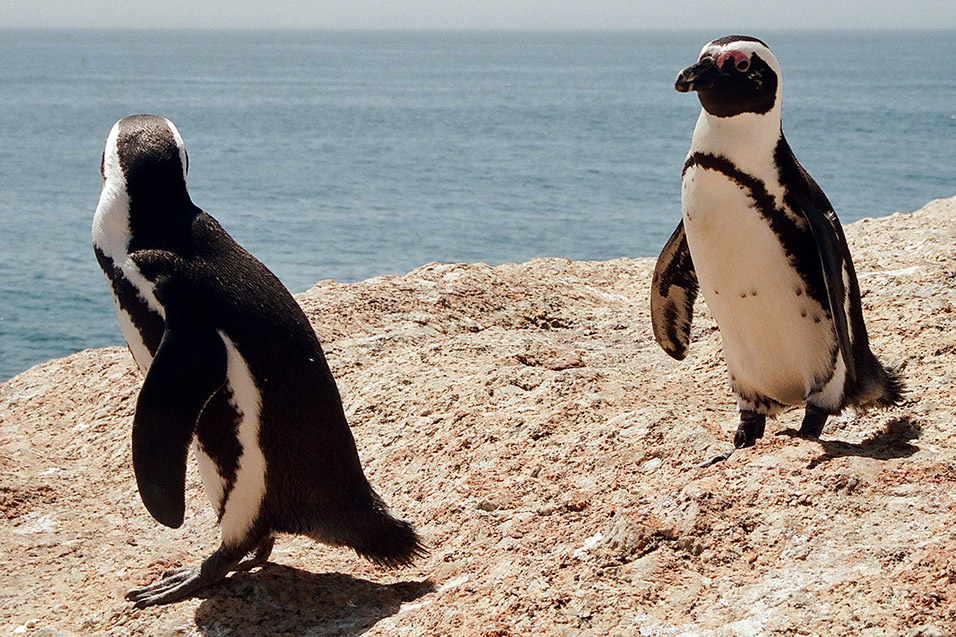 south_africa/penguins_two_5