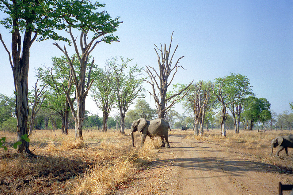 zambia/south_luangwa_elephant_crossing_road
