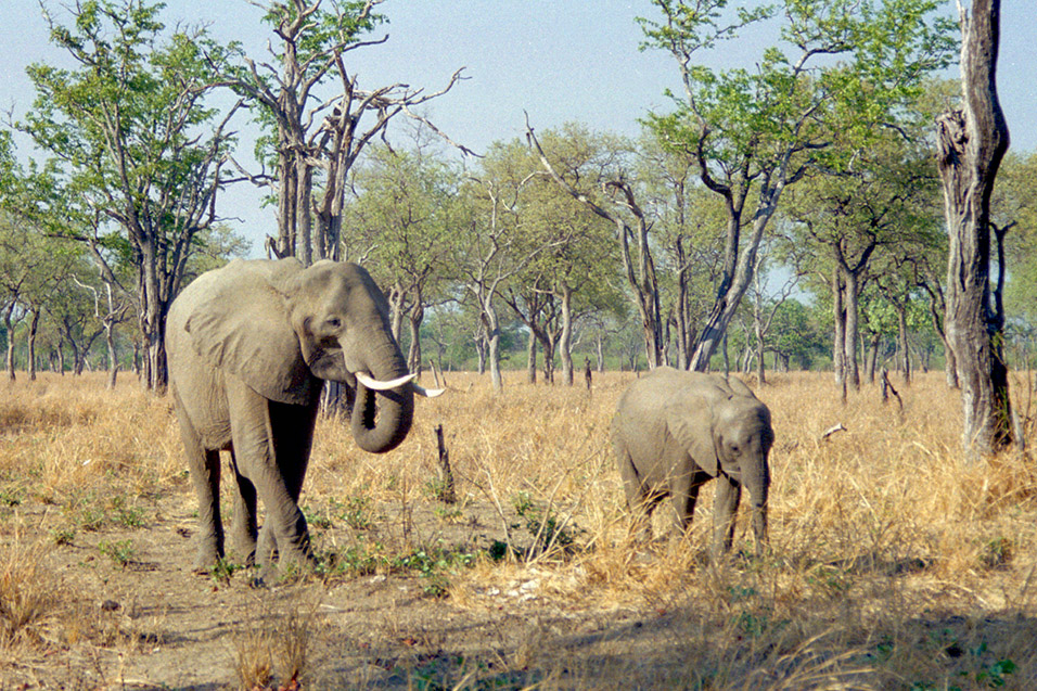 zambia/south_luangwa_elephant_mom_with_calf