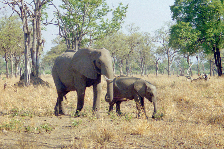 zambia/south_luangwa_elephant_mom_with_calf2