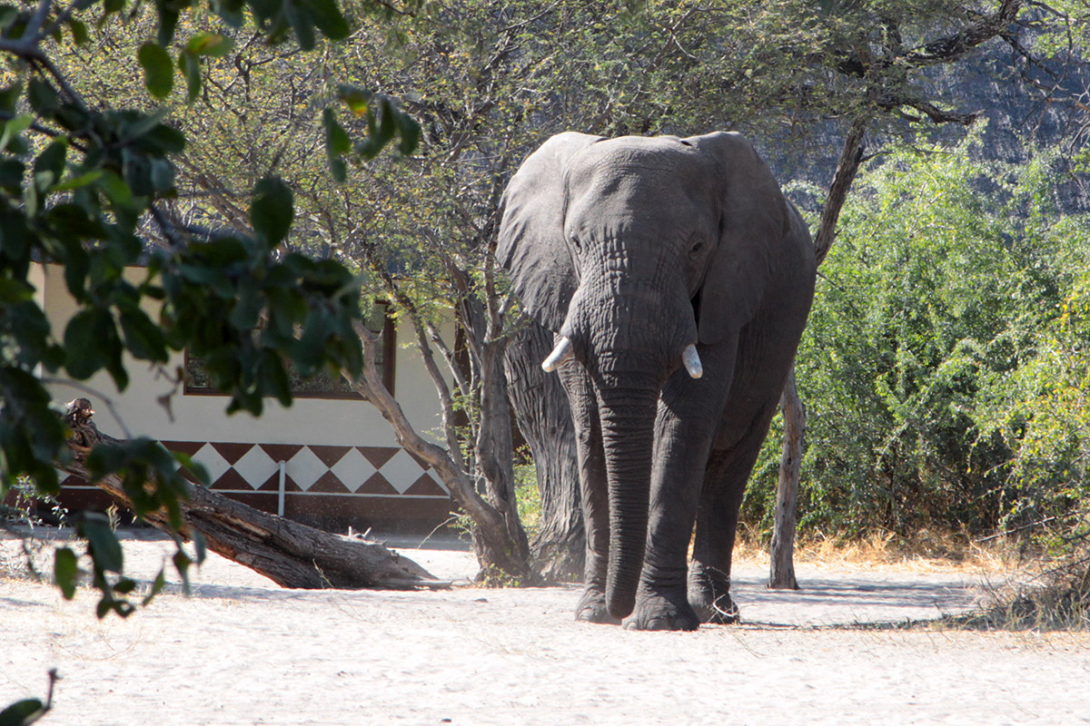 botswana/makgadikgadi_elephant_campground