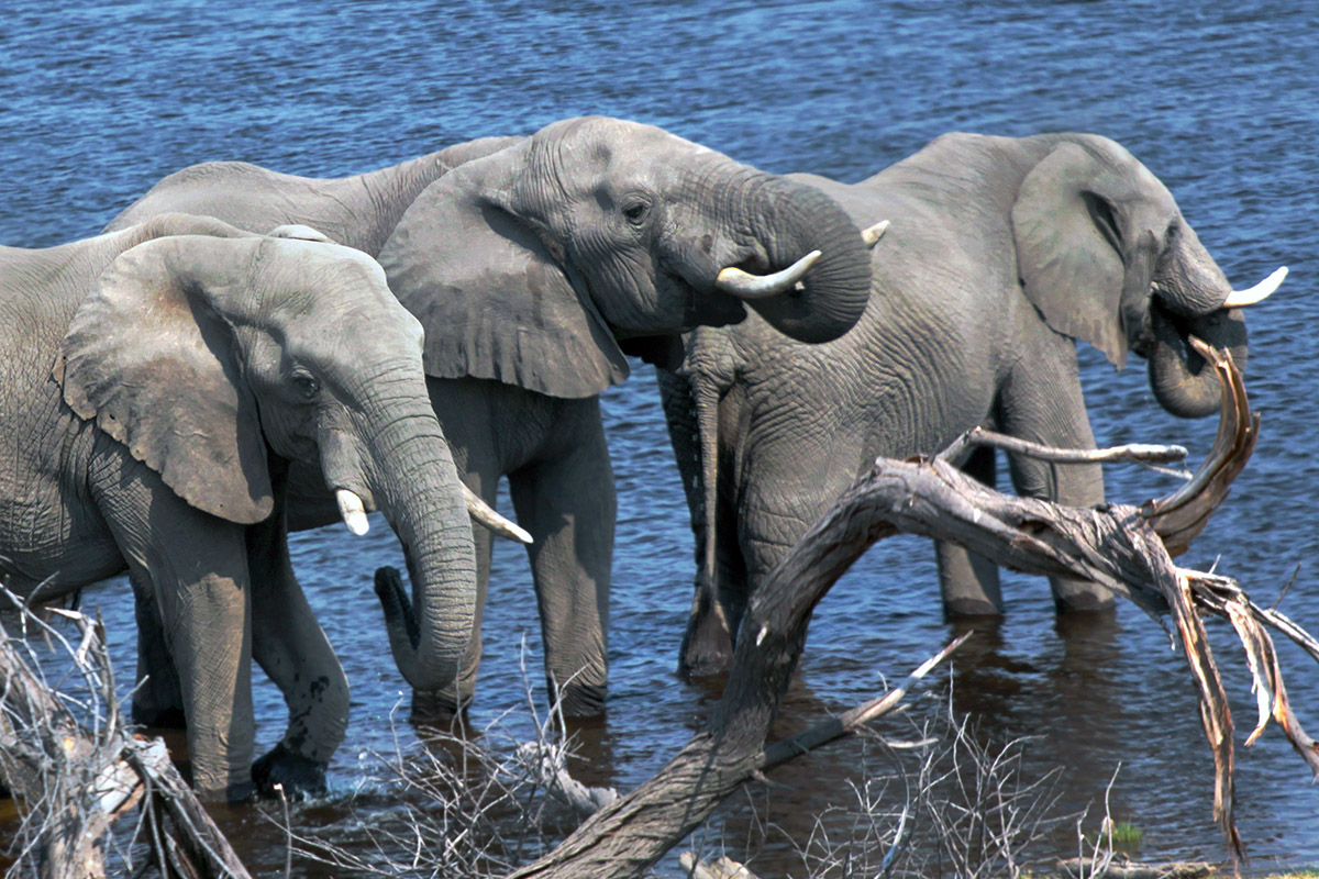 botswana/makgadikgadi_elephants_drinking