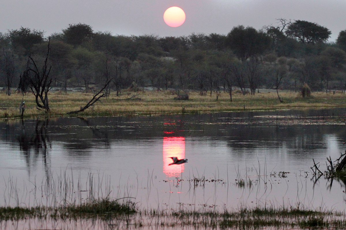botswana/makgadikgadi_sunset_boteti_bird