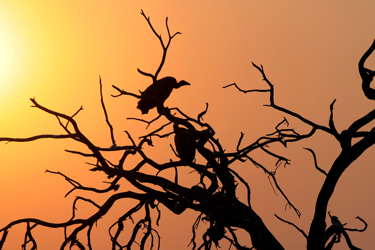 botswana/makgadikgadi_vultures_sunset_branches