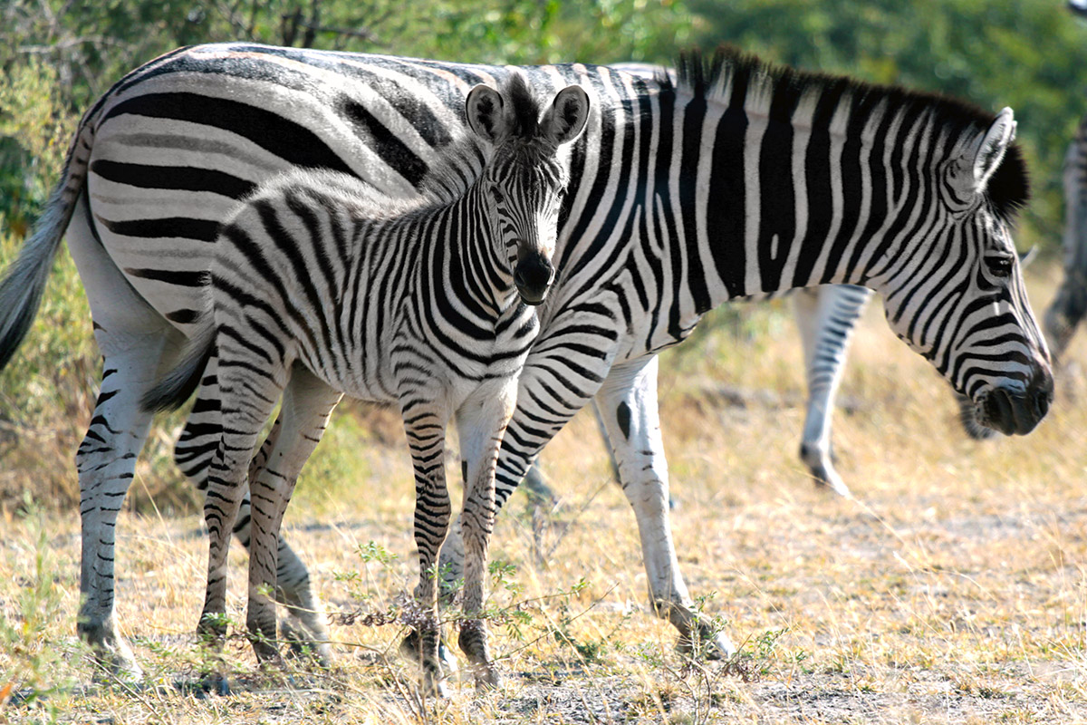 botswana/makgadikgadi_zebra_and_foal