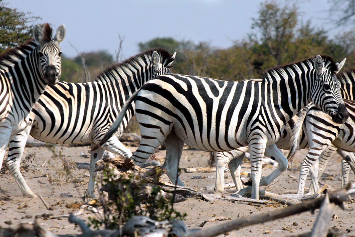 botswana/makgadikgadi_zebra_crossing