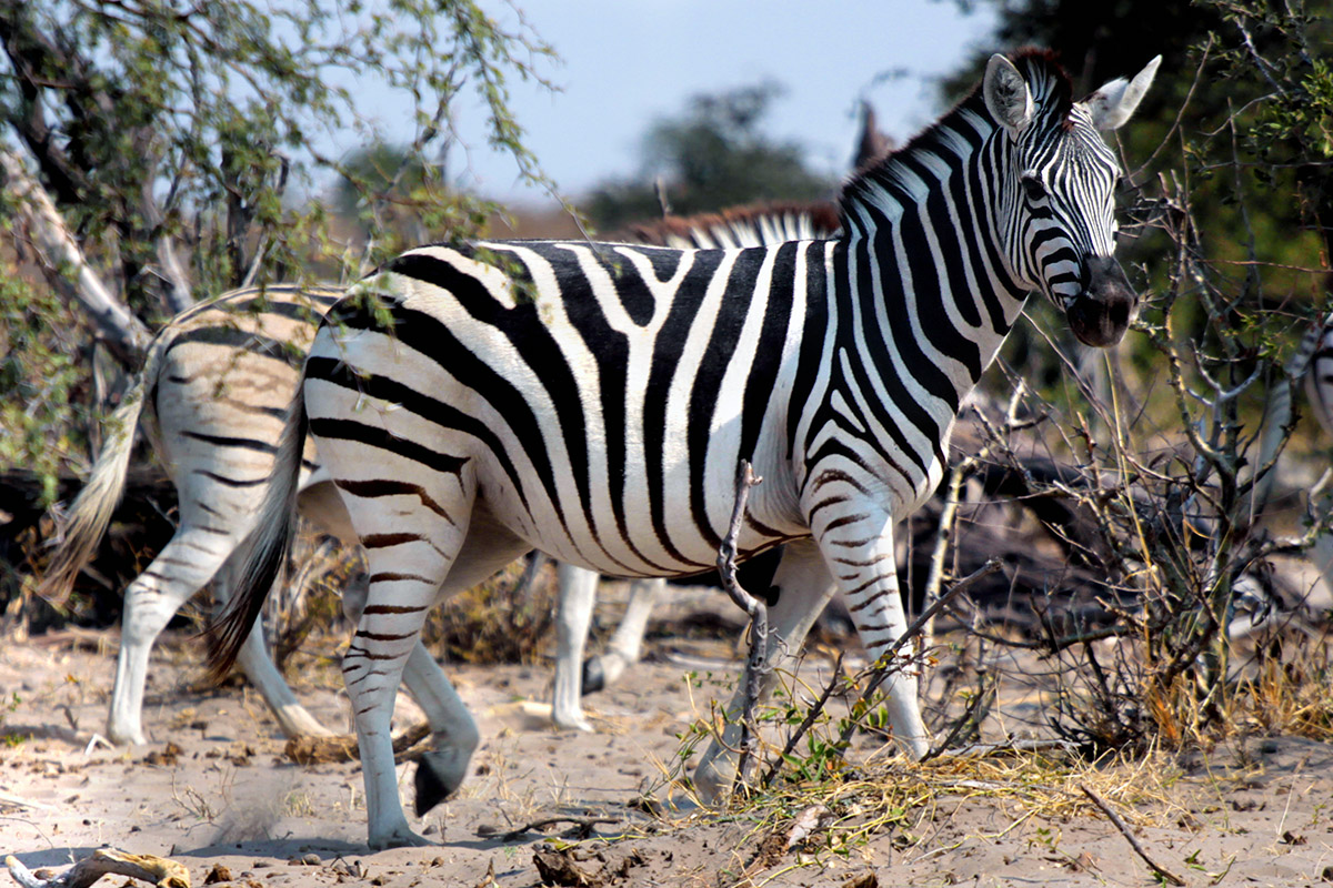 botswana/makgadikgadi_zebra_looking