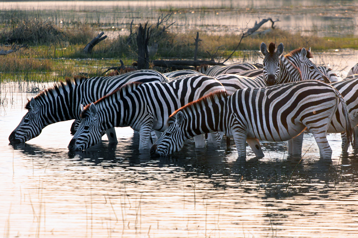 botswana/makgadikgadi_zebras_drinking_sunset
