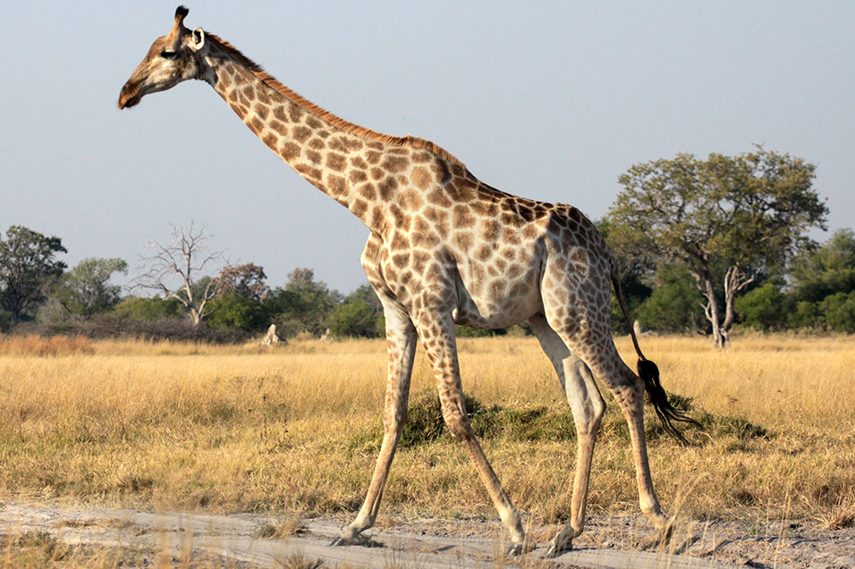 botswana/moremi_giraffe