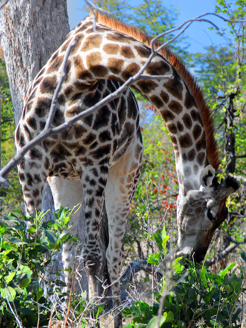botswana/moremi_giraffe_eating