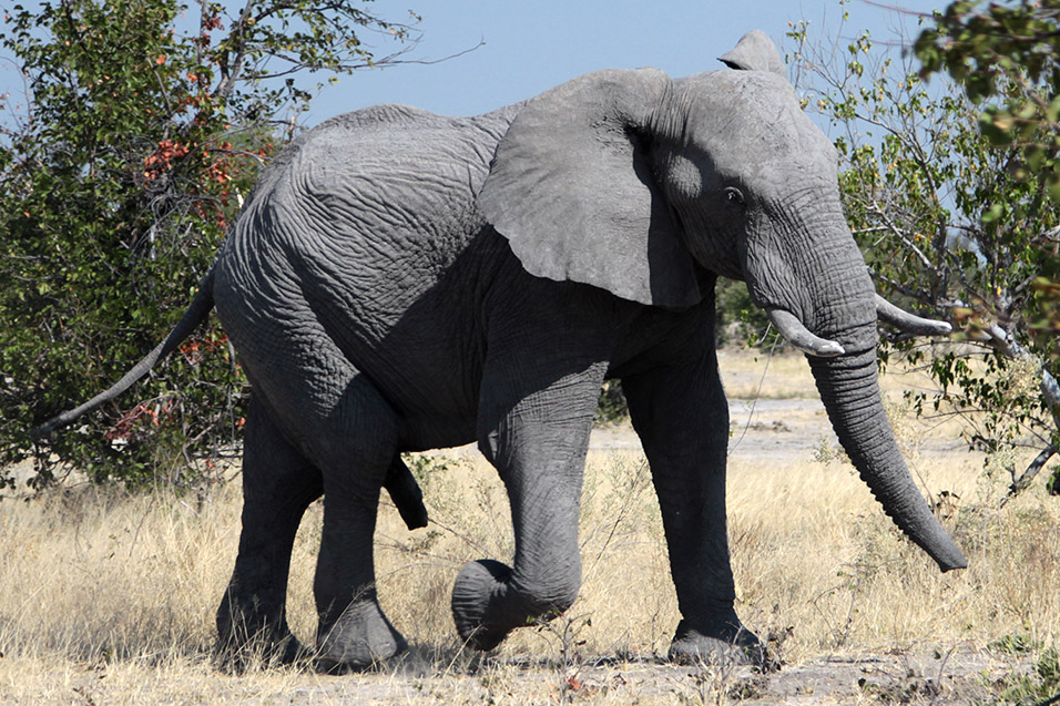 botswana/moremi_happy_elephant