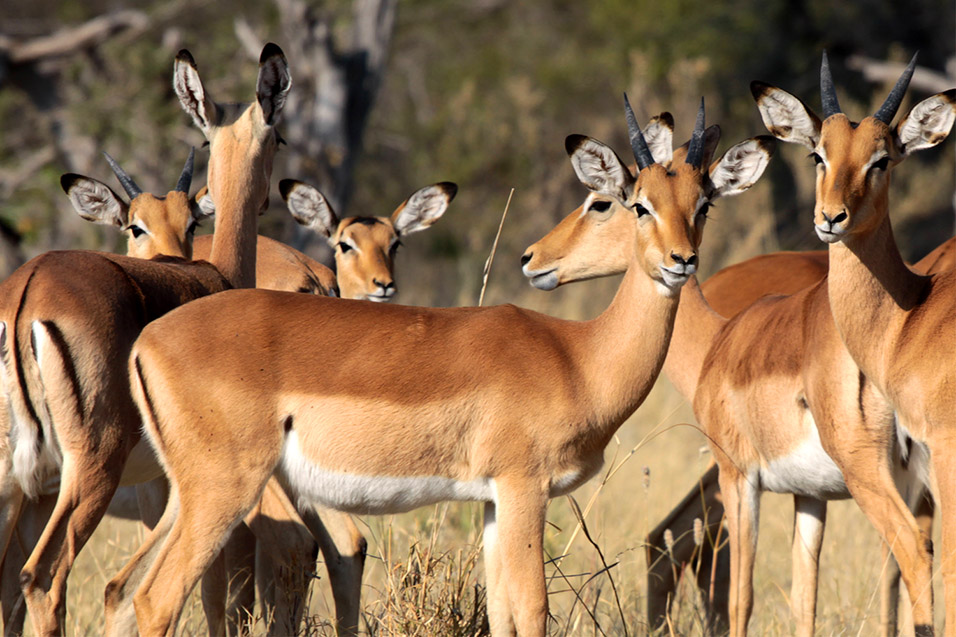 botswana/moremi_impala_breeding_herd