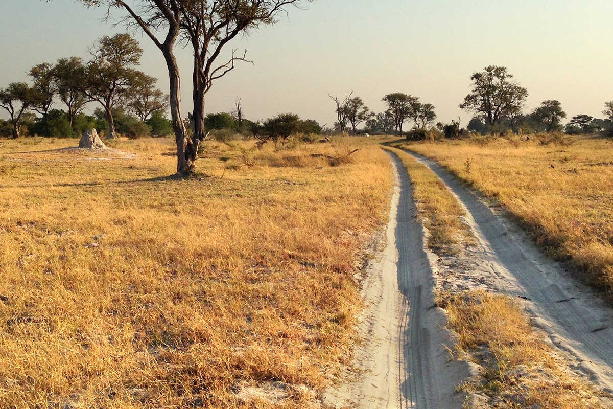 botswana/moremi_sand_road_tree