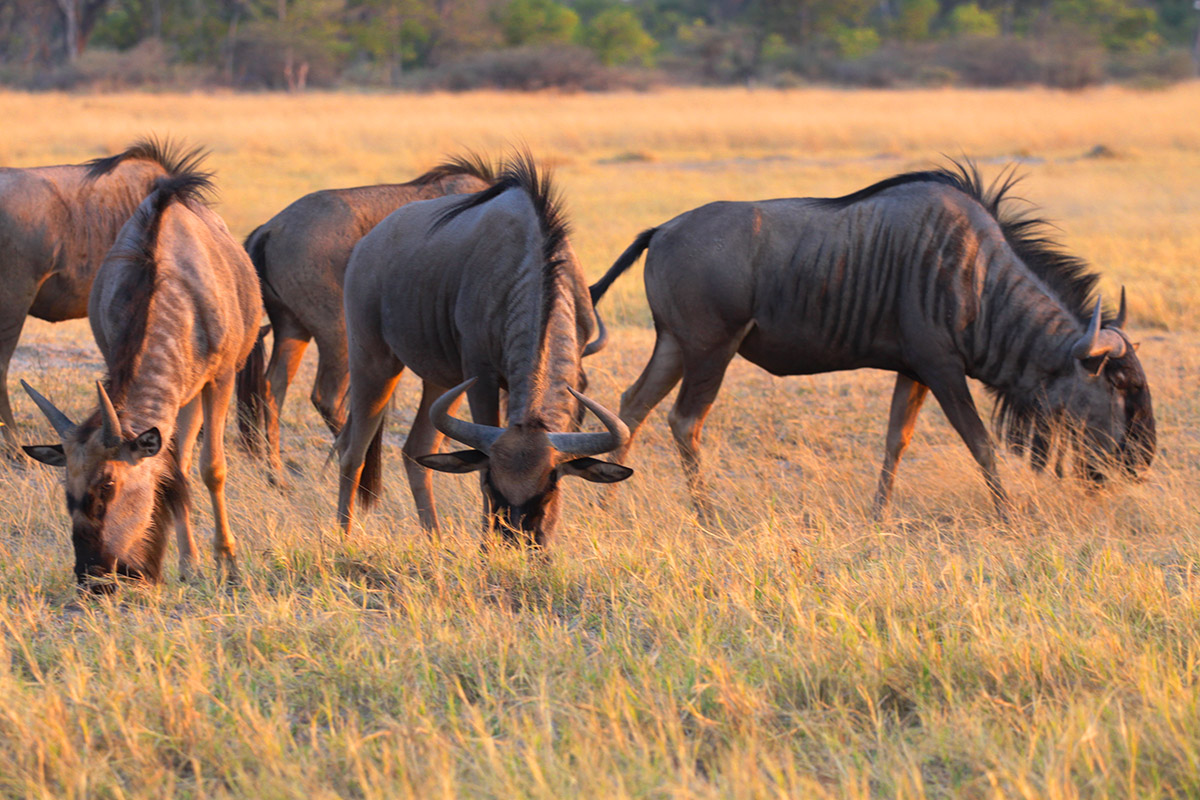 botswana/moremi_wildebeest_eating_2