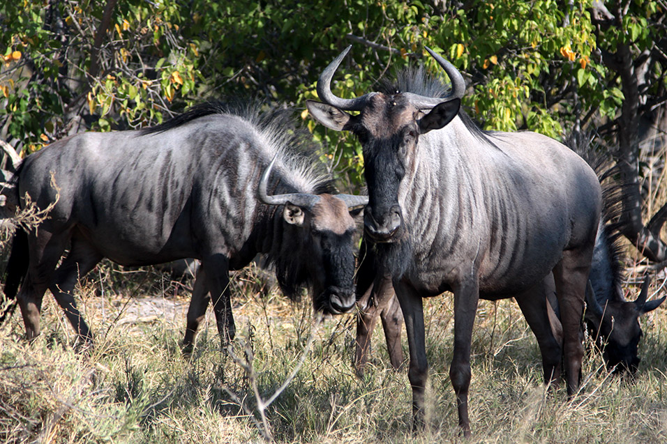 botswana/moremi_wildebeest_looking