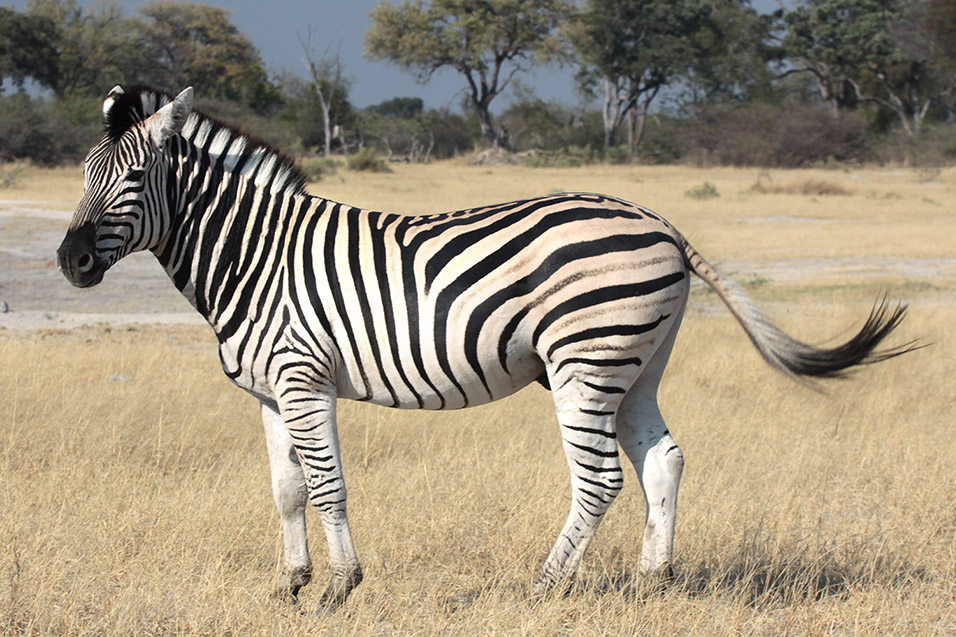 botswana/moremi_zebra_tail