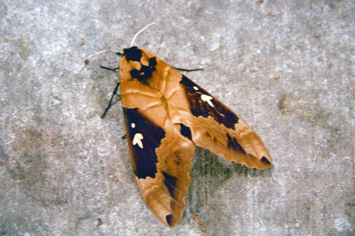 botswana/moth