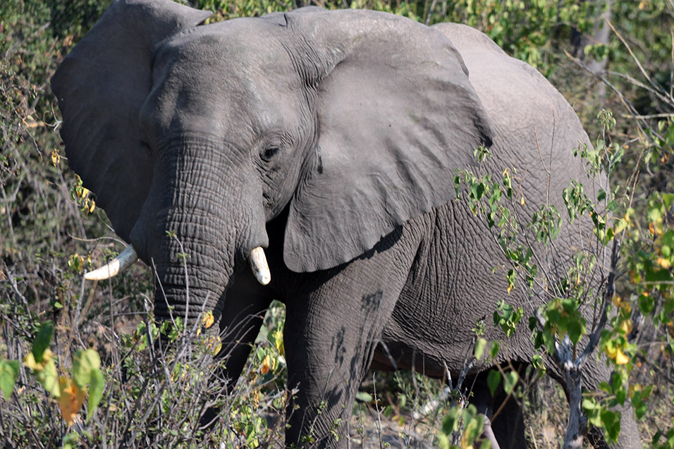 botswana/okavango_elephant_bushes_tusks